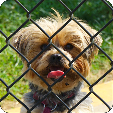 Macon County Dog Park Franklin North Carolina